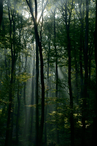 Forest Sunlight
